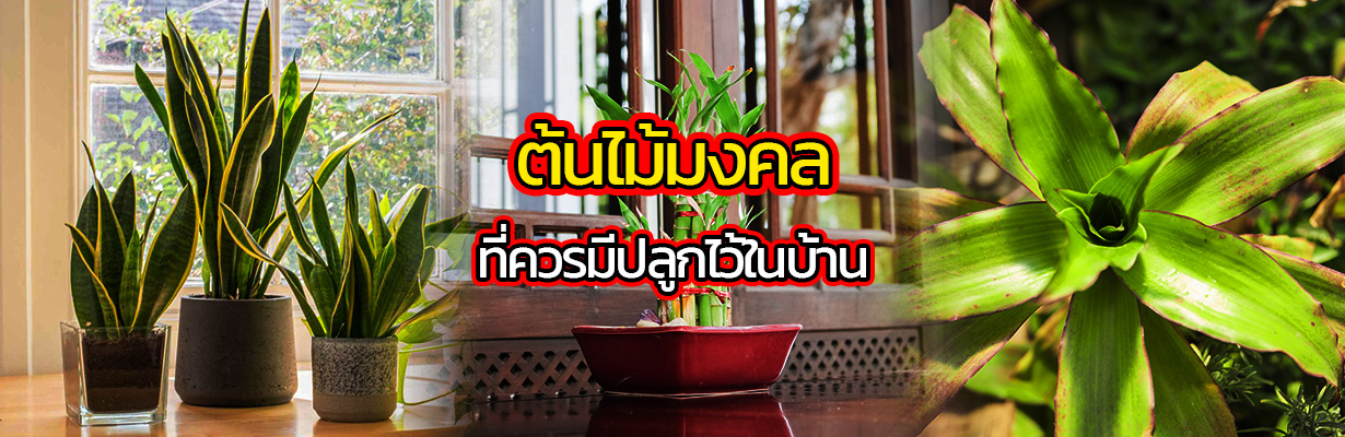 ต้นไม้มงคลที่ควรมีปลูกไว้ในบ้าน