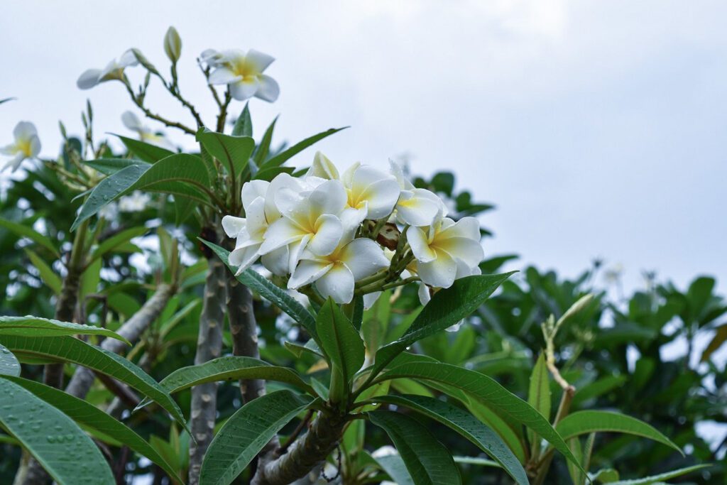 ห้ามปลูกต้นลั่นทมในบ้าน

